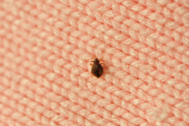Bed-Bug-Treatment - Lake Forest Best Pest Pros | Lake Forest, CA | 949-536-7986