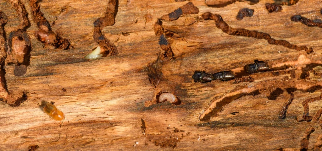 Is Your Home at Risk for Termite Damage - Lake Forest Best Pest Pros | Lake Forest, CA | 949-536-7986