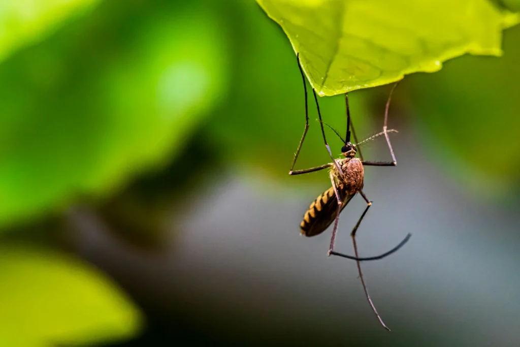 Mosquito-Control-for-Every-Outdoor-Space - Lake Forest Best Pest Pros | Lake Forest, CA | 949-536-7986