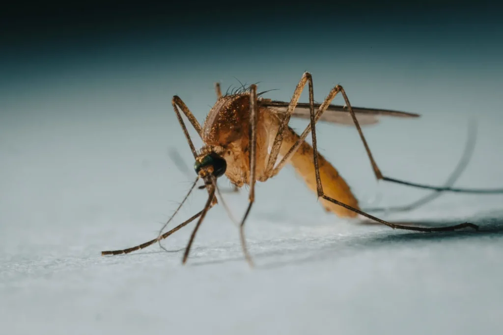 Protect Your Family from Mosquito-Borne-Diseases - Lake Forest Best Pest Pros | Lake Forest, CA | 949-536-7986