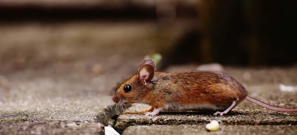 Residential-Commercial-Rodent-Solutions - Lake Forest Best Pest Pros | Lake Forest, CA | 949-536-7986