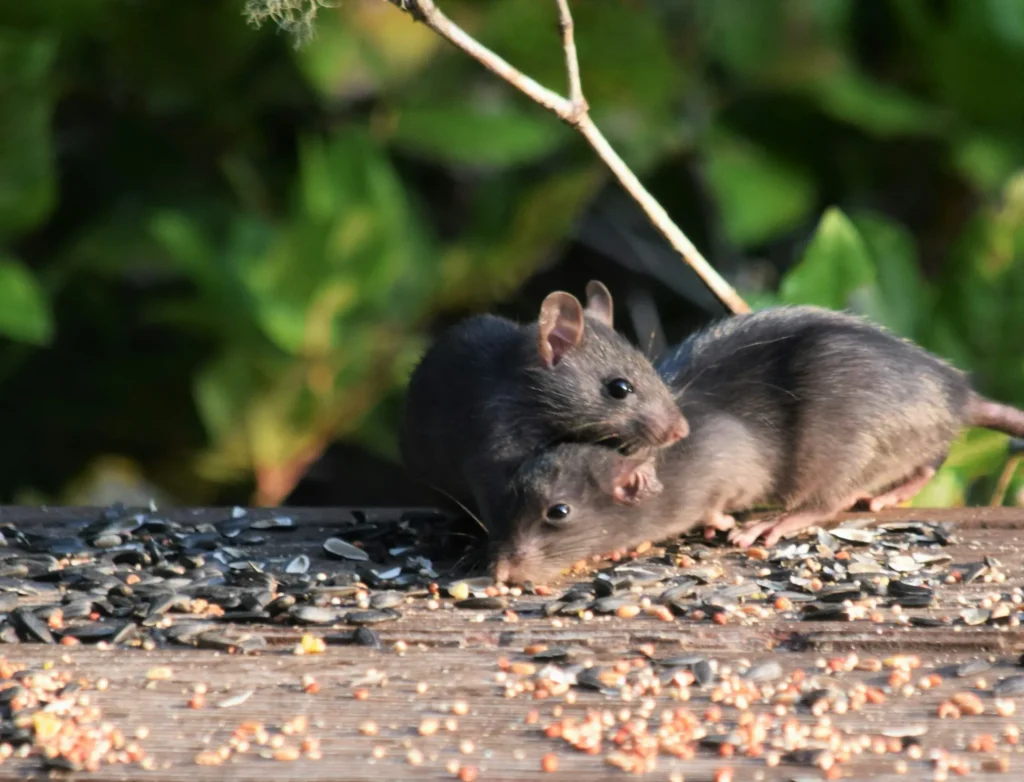 Rodent-Removal - Lake Forest Best Pest Pros | Lake Forest, CA | 949-536-7986