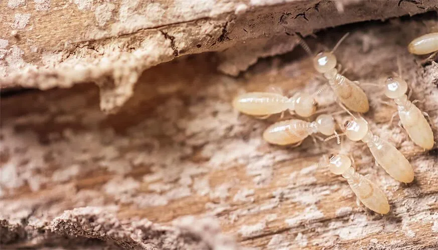 Signs You May Have a Termite Infestation - Lake Forest Best Pest Pros | Lake Forest, CA | 949-536-7986