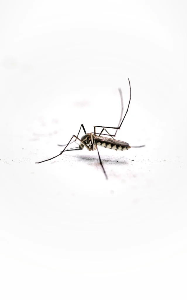 Tired of Mosquitoes Ruining Your Evenings - Lake Forest Best Pest Pros | Lake Forest, CA | 949-536-7986