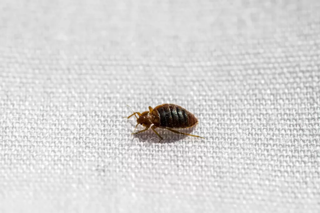 Why Bed Bug Heat Treatments Work Best - Lake Forest Best Pest Pros | Lake Forest, CA | 949-536-7986