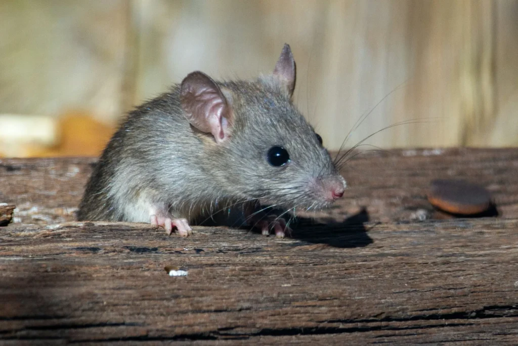 Why-Choose-Our-Rodent-Exterminators - Lake Forest Best Pest Pros | Lake Forest, CA | 949-536-7986
